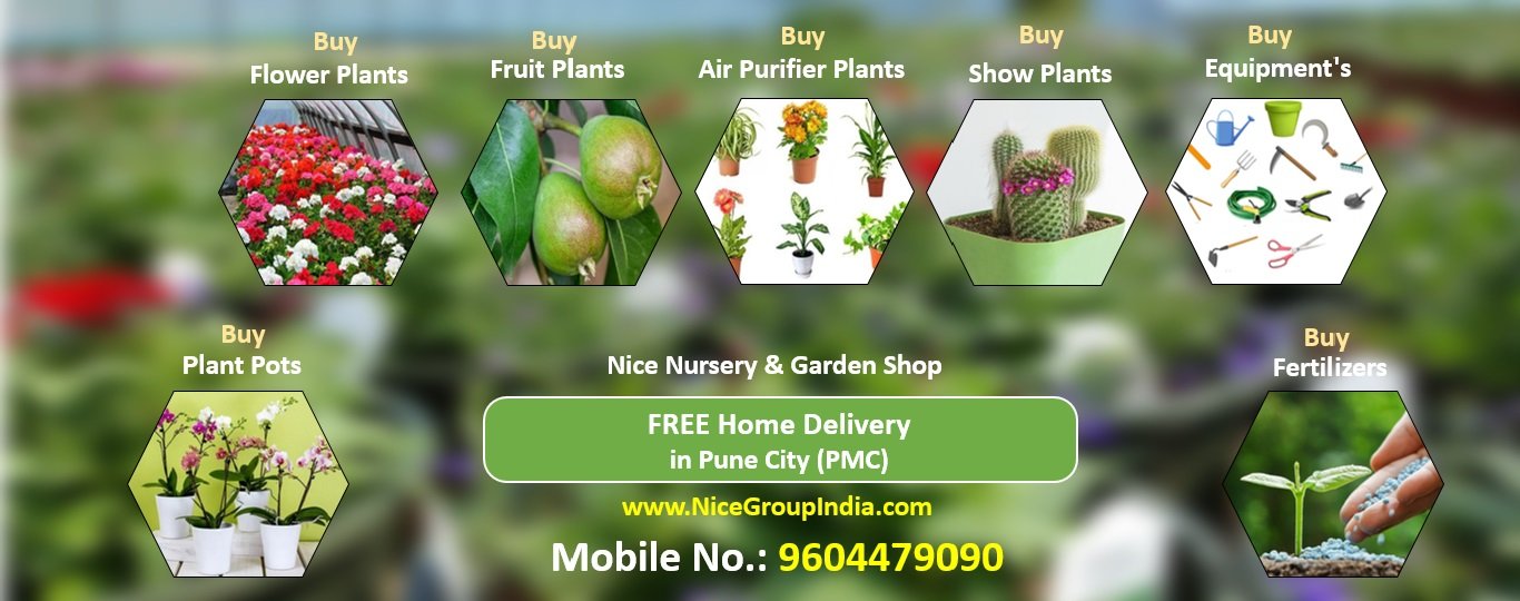 Green garden maintained by Nice Gardening Services