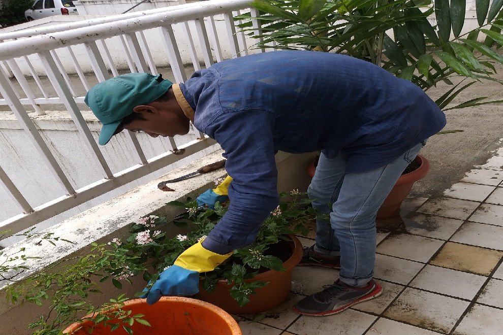 Garden fencing installation